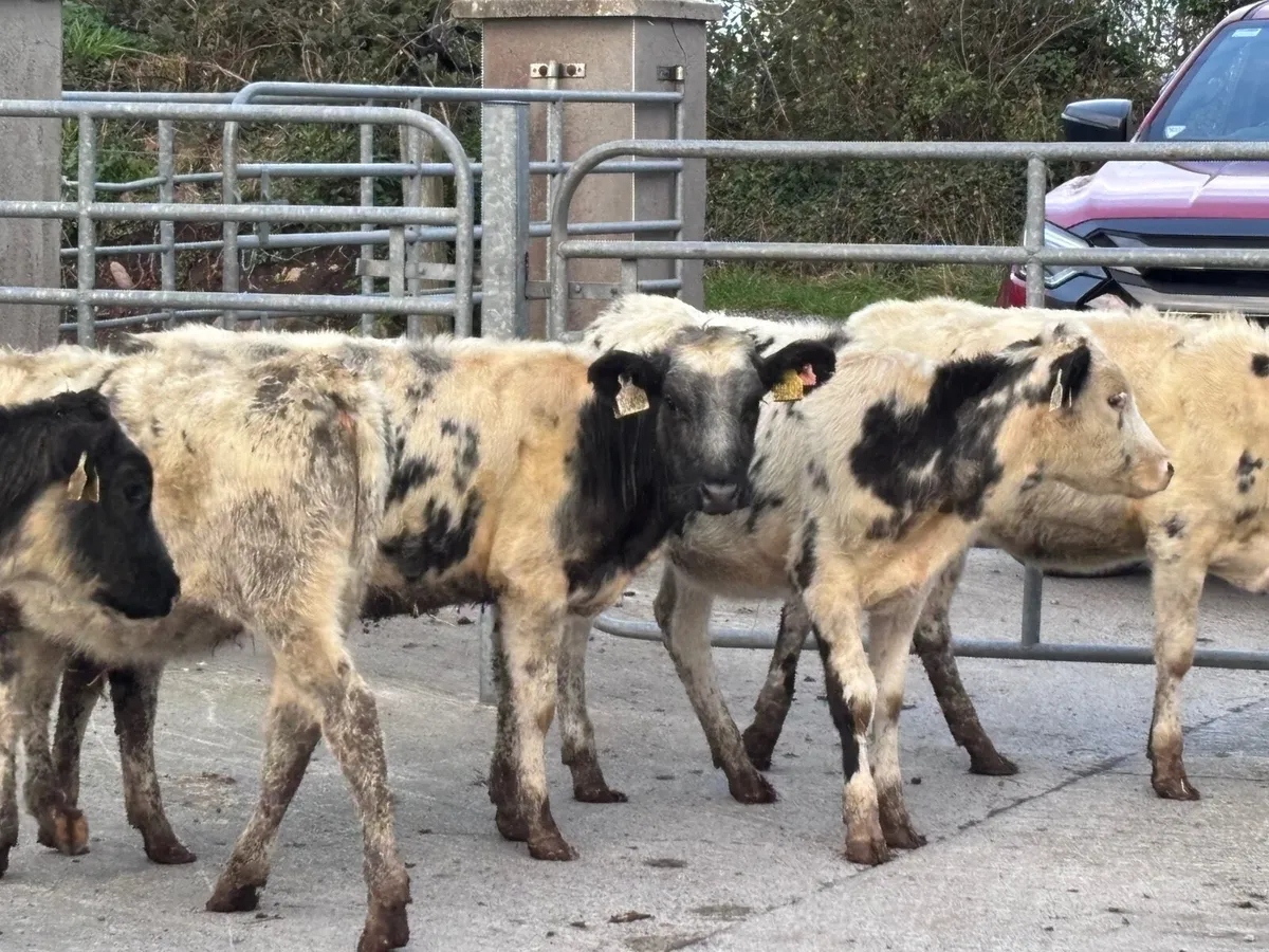 7 Belgium blue Weanling heifers for sale - Image 2