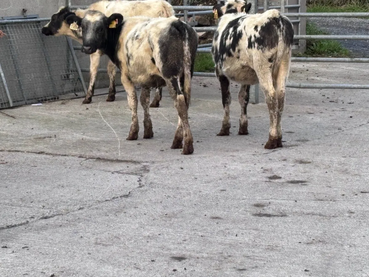 7 Belgium blue Weanling heifers for sale - Image 3