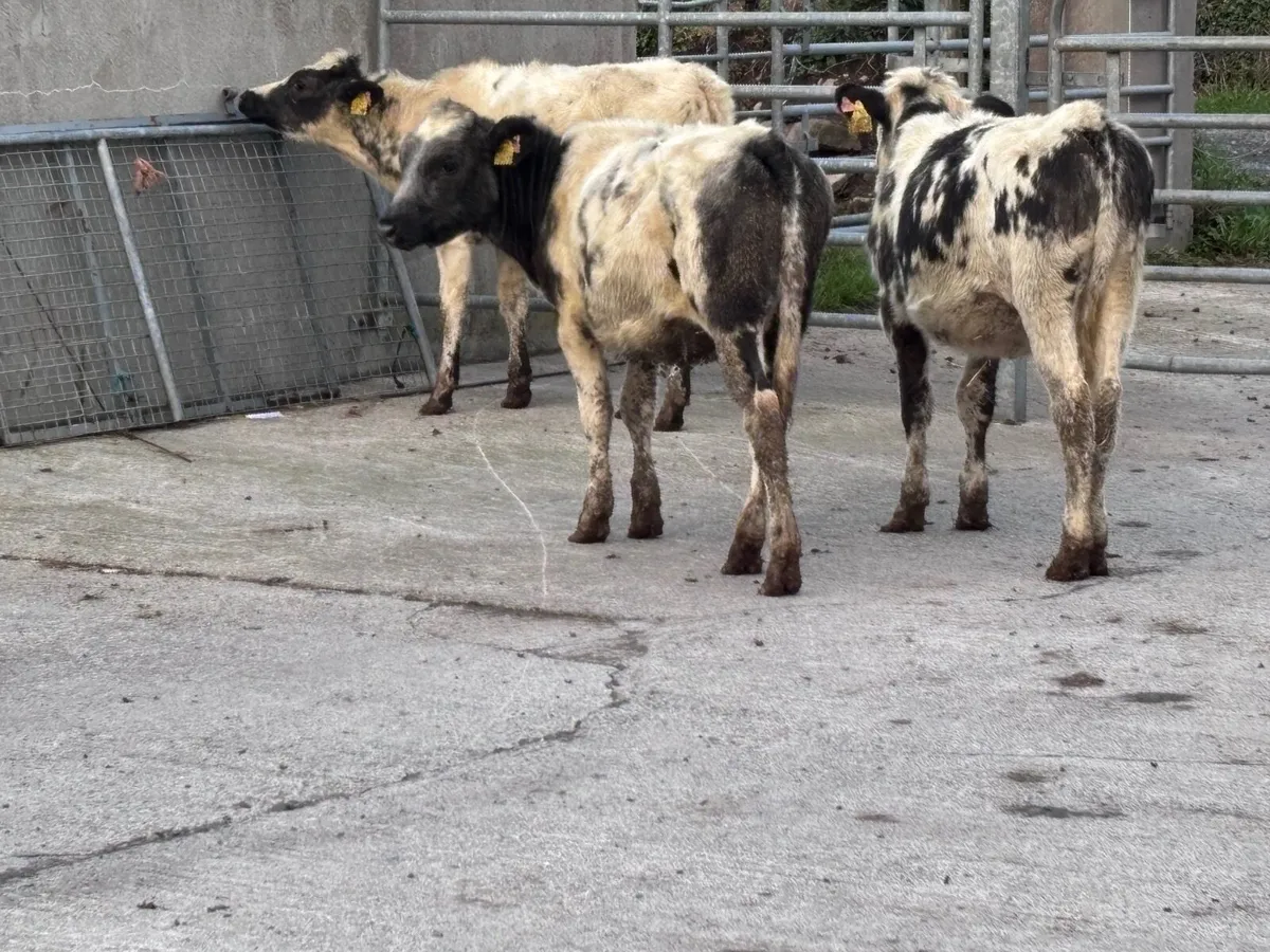 7 Belgium blue Weanling heifers for sale - Image 4