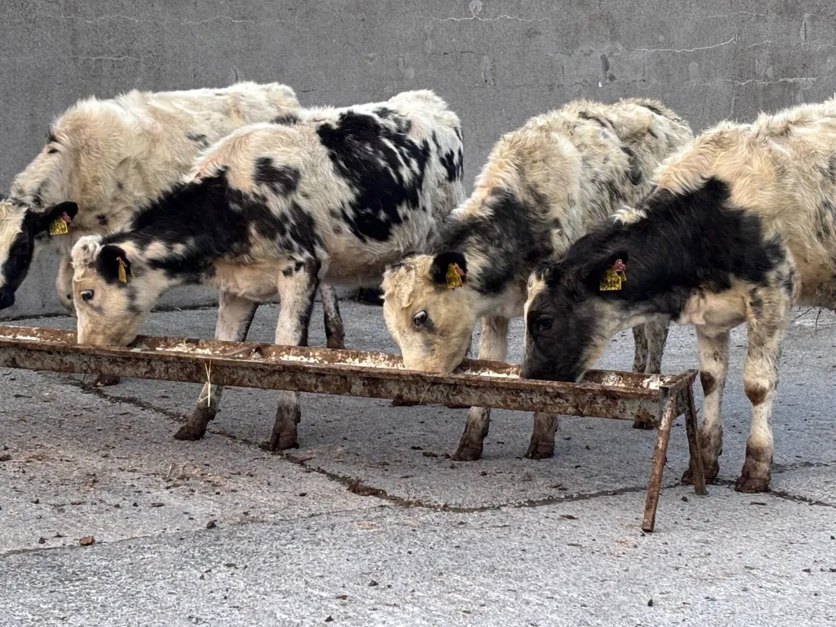 7 Belgium blue Weanling heifers for sale - Image 1