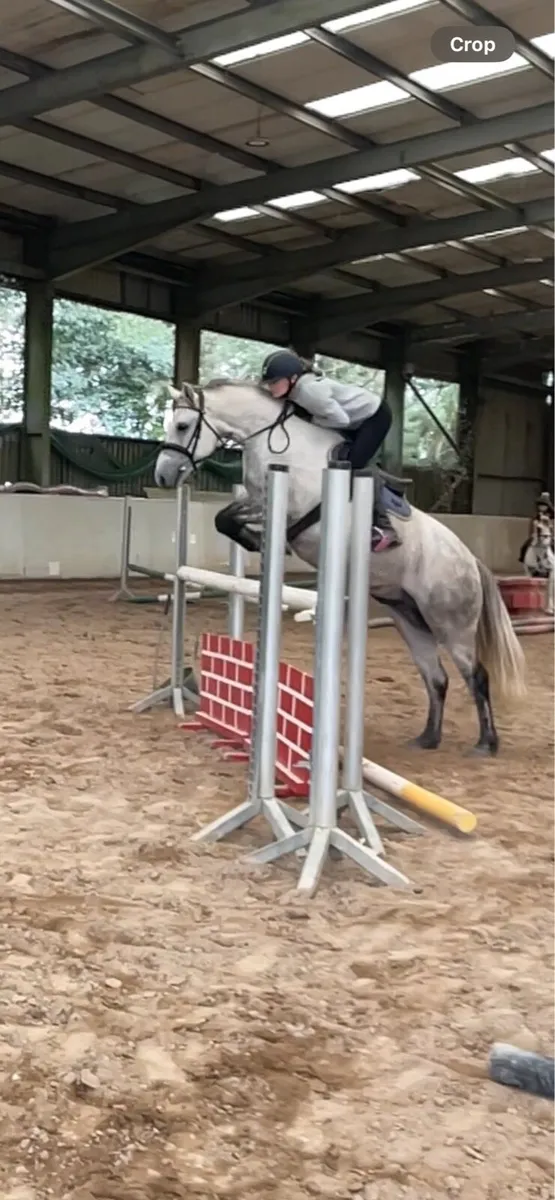 143cm 6Yo reg Connemara - Image 2