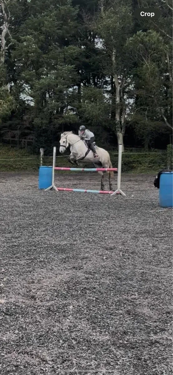 143cm 6Yo reg Connemara - Image 3