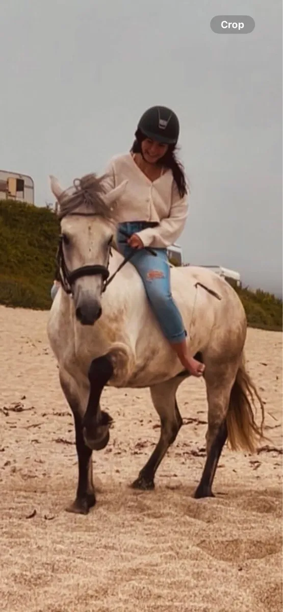 143cm 6Yo reg Connemara - Image 1