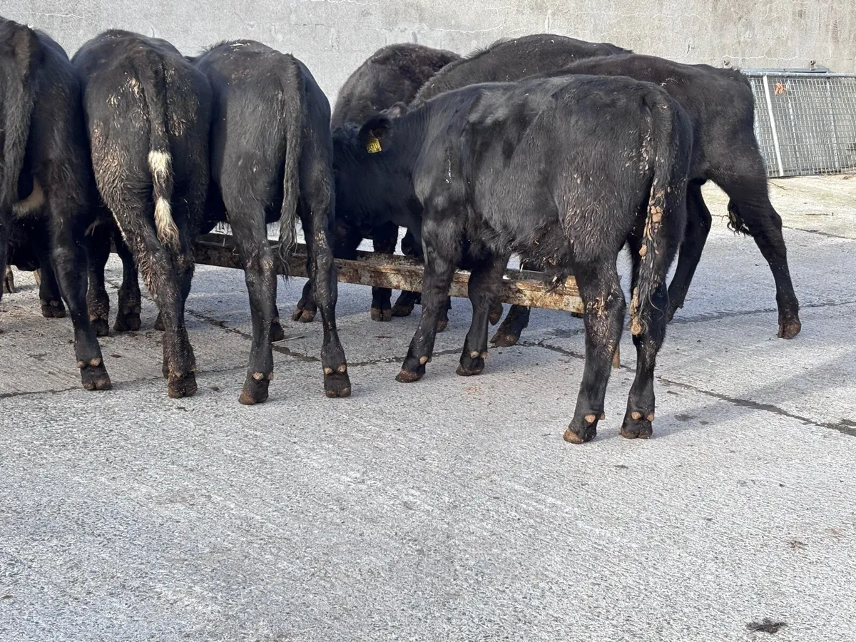 9 Angus bull Weanlings for sale - Image 3