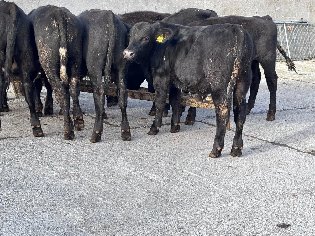 9 Angus bull Weanlings for sale - Image 4