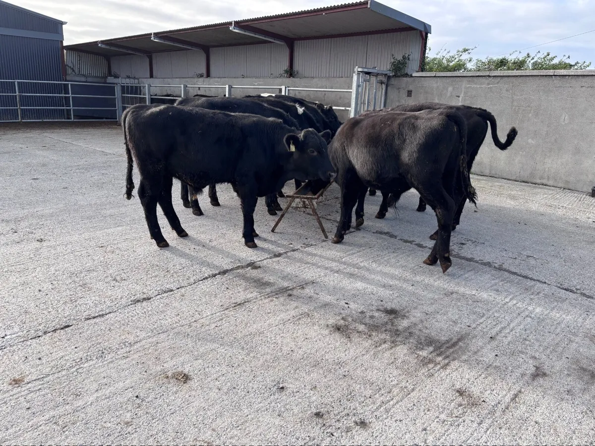 9 Angus bull Weanlings for sale - Image 1