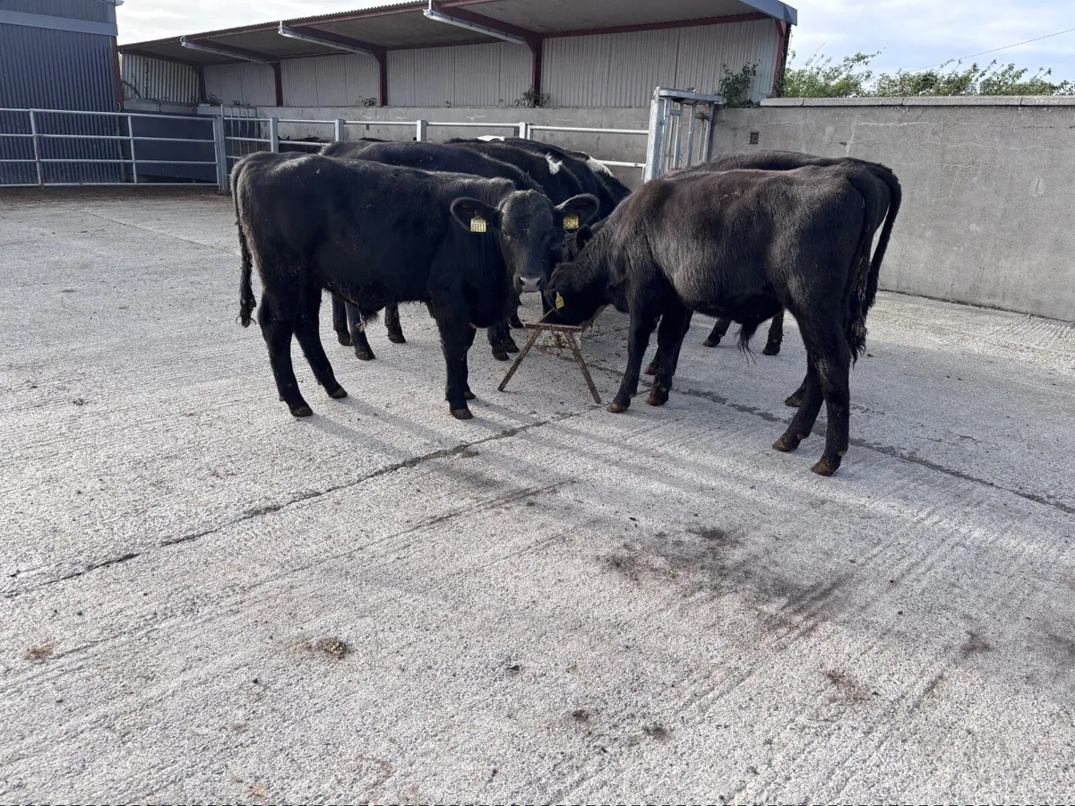 9 Angus bull Weanlings for sale - Image 2