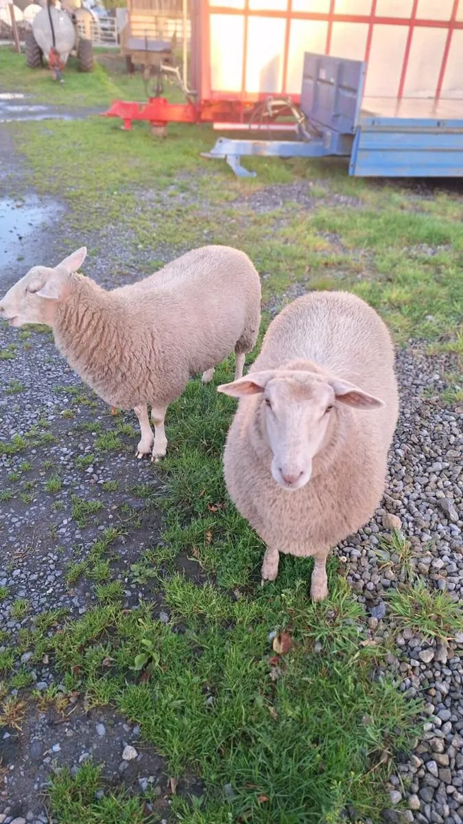 Ewe lambs - Image 1