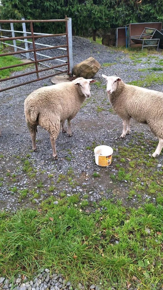Ewe lambs - Image 2