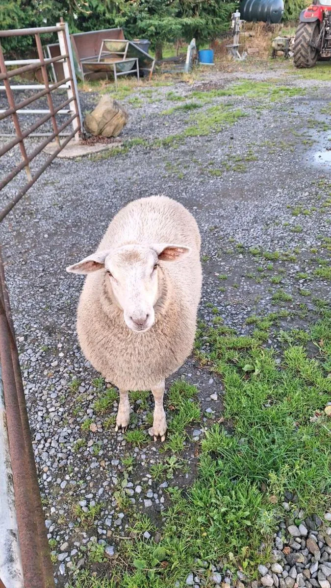 Ewe lambs - Image 3