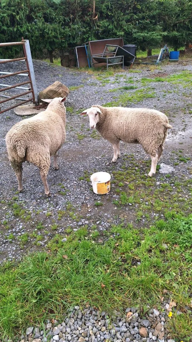Ewe lambs - Image 4