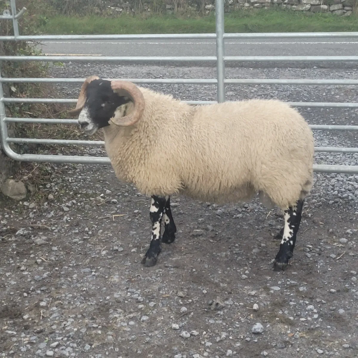 Lanark Ram Lambs SIS approved - Image 2