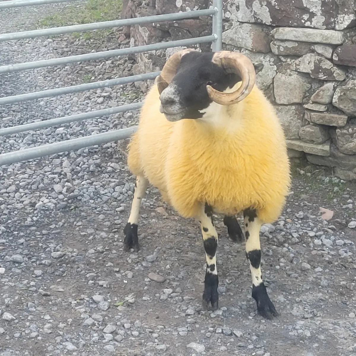 Lanark Ram Lambs SIS approved - Image 3