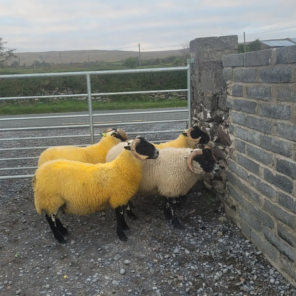 Lanark Ram Lambs SIS approved - Image 4