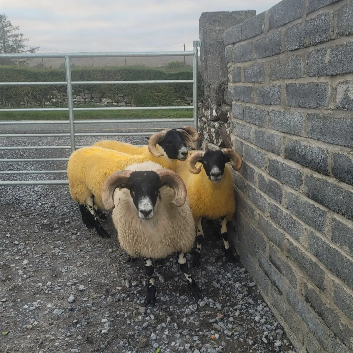 Lanark Ram Lambs SIS approved - Image 1