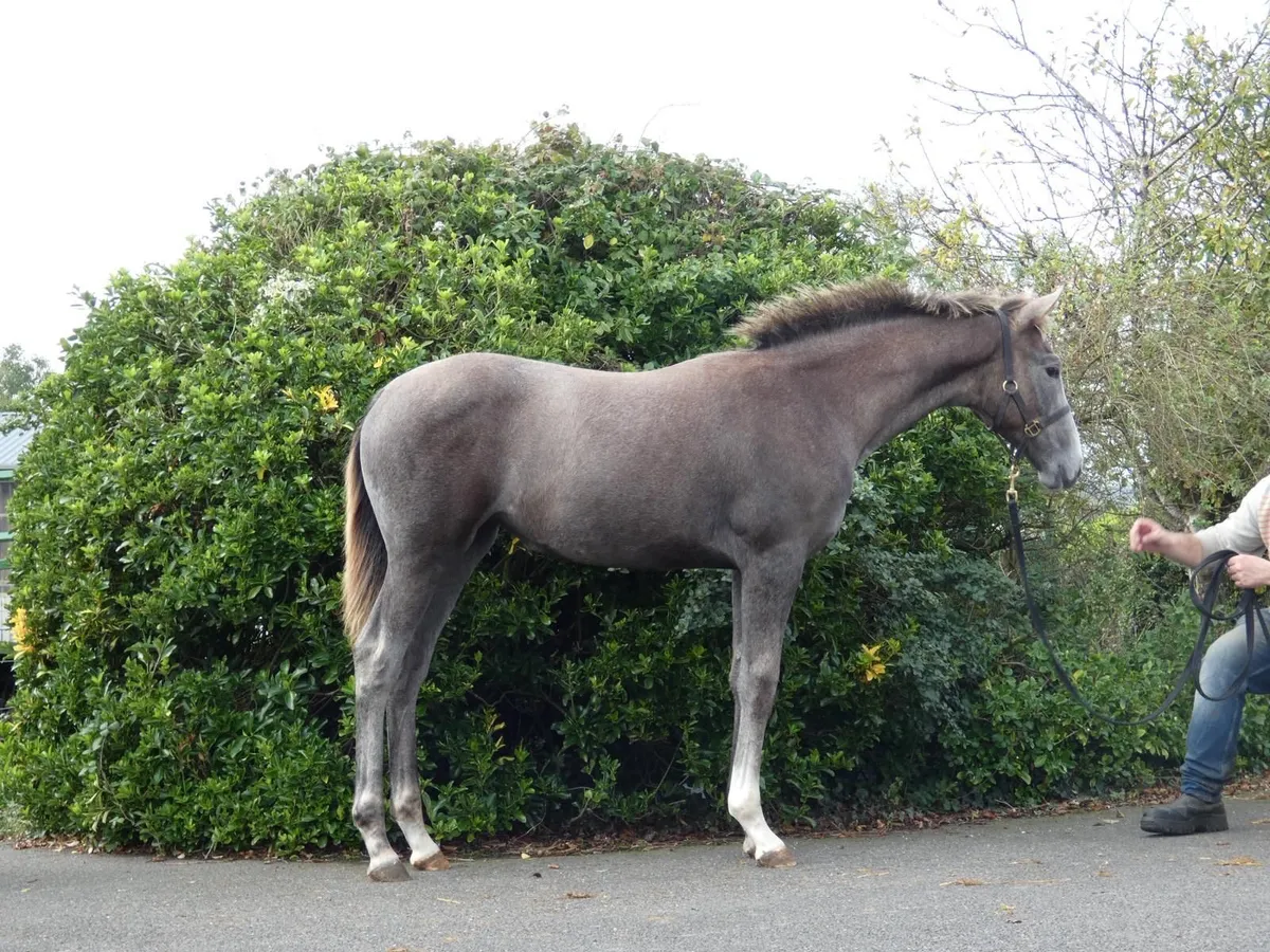 Financial Reward x Rebel Mountain filly foal - Image 1