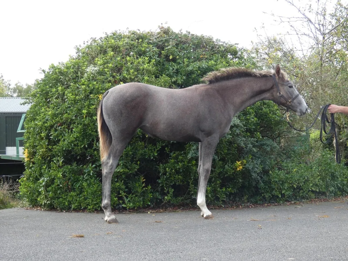 Financial Reward x Rebel Mountain filly foal - Image 2