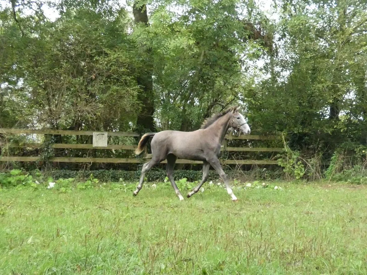 Financial Reward x Rebel Mountain filly foal - Image 3