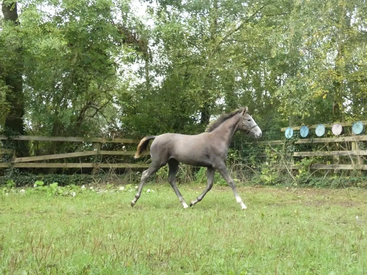 Financial Reward x Rebel Mountain filly foal - Image 4