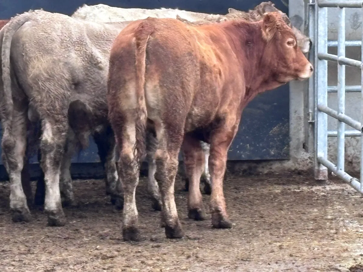 4 Charlaois & Limision store bullocks for sale - Image 2