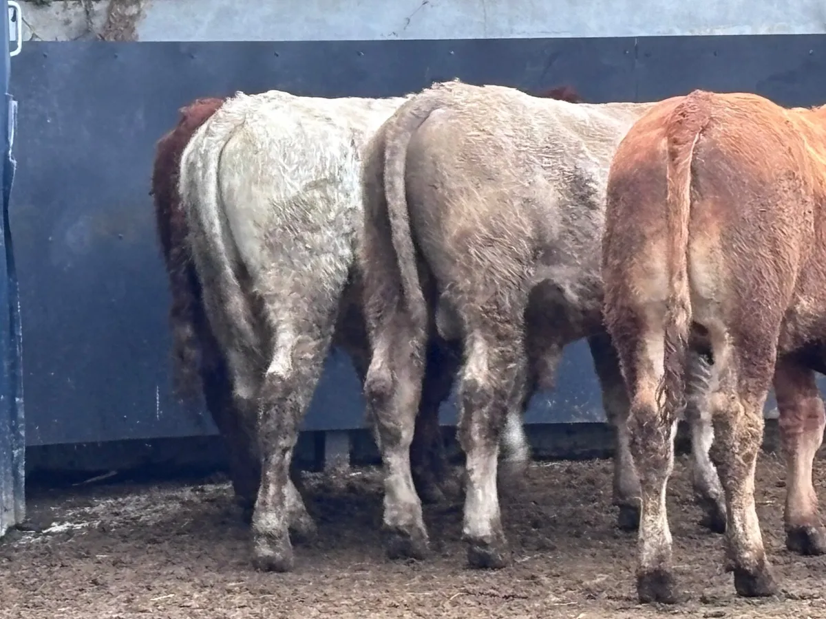 4 Charlaois & Limision store bullocks for sale - Image 3