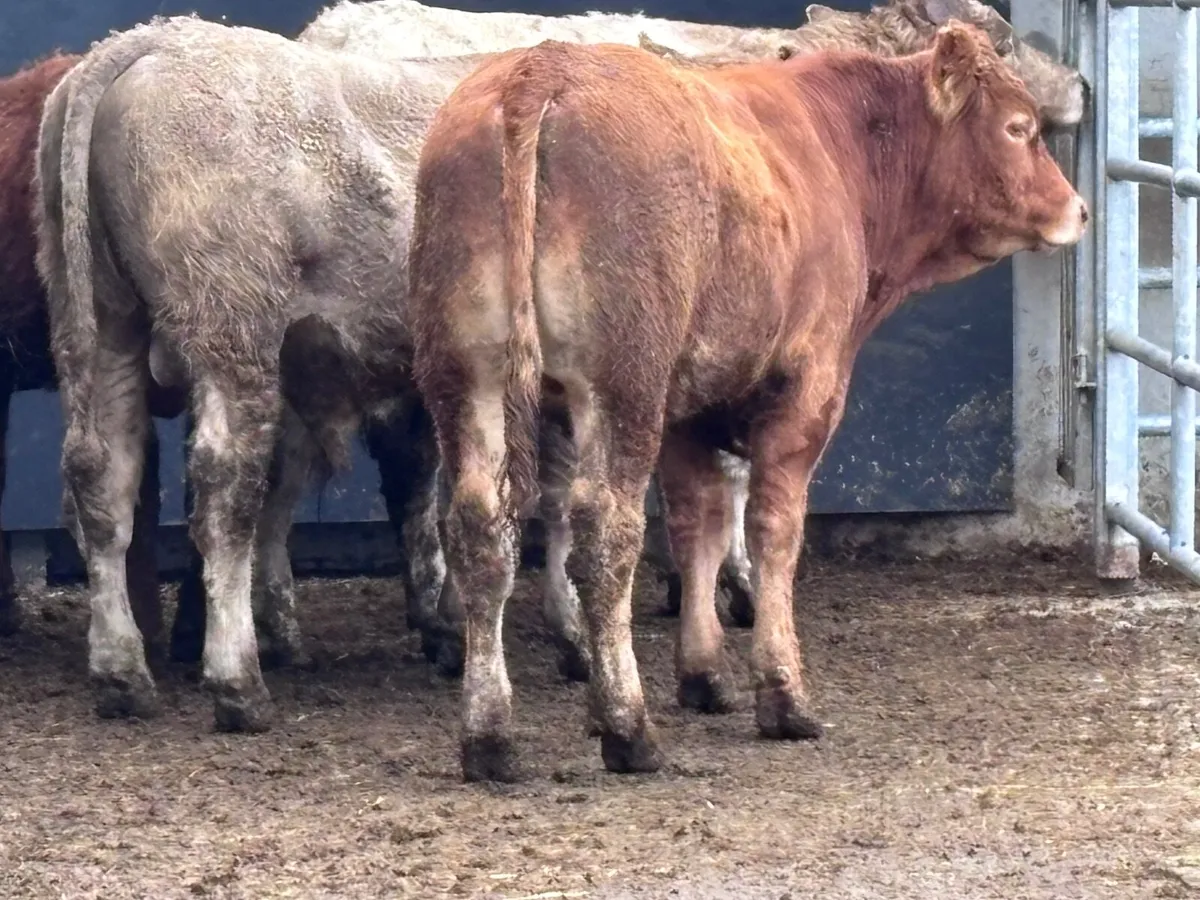 4 Charlaois & Limision store bullocks for sale - Image 4