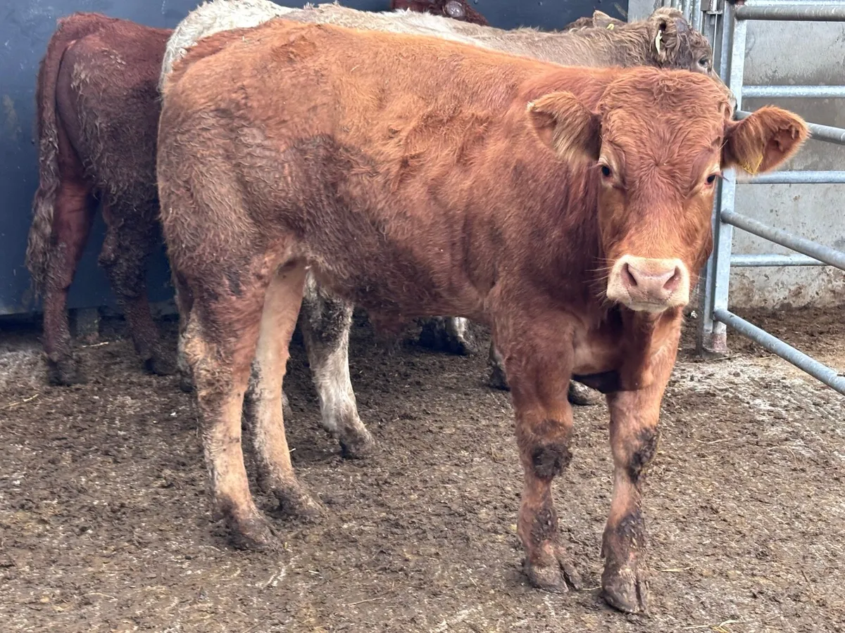 4 Charlaois & Limision store bullocks for sale - Image 1