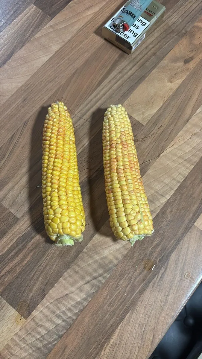Maize