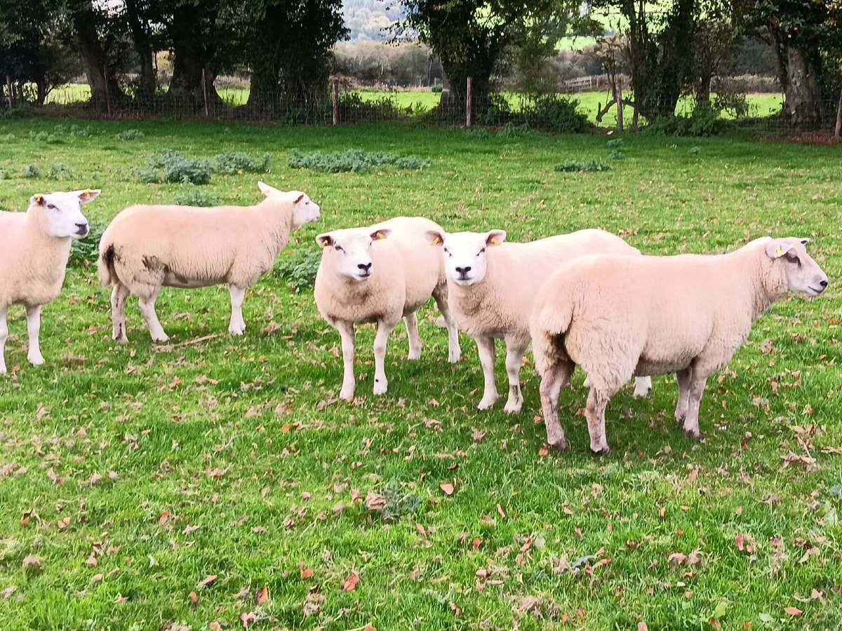Texel hogget ewes - Image 1