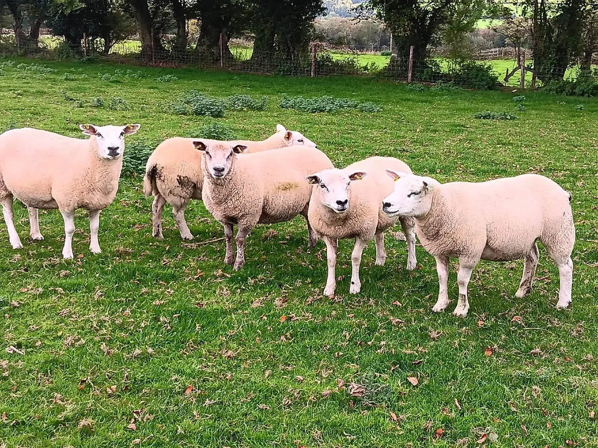 Texel hogget ewes - Image 2