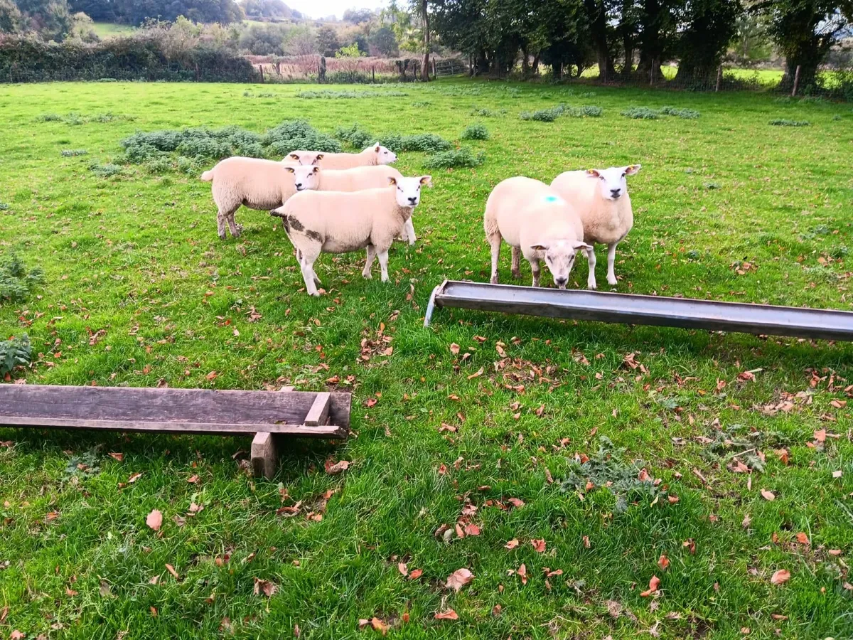 Texel hogget ewes - Image 3