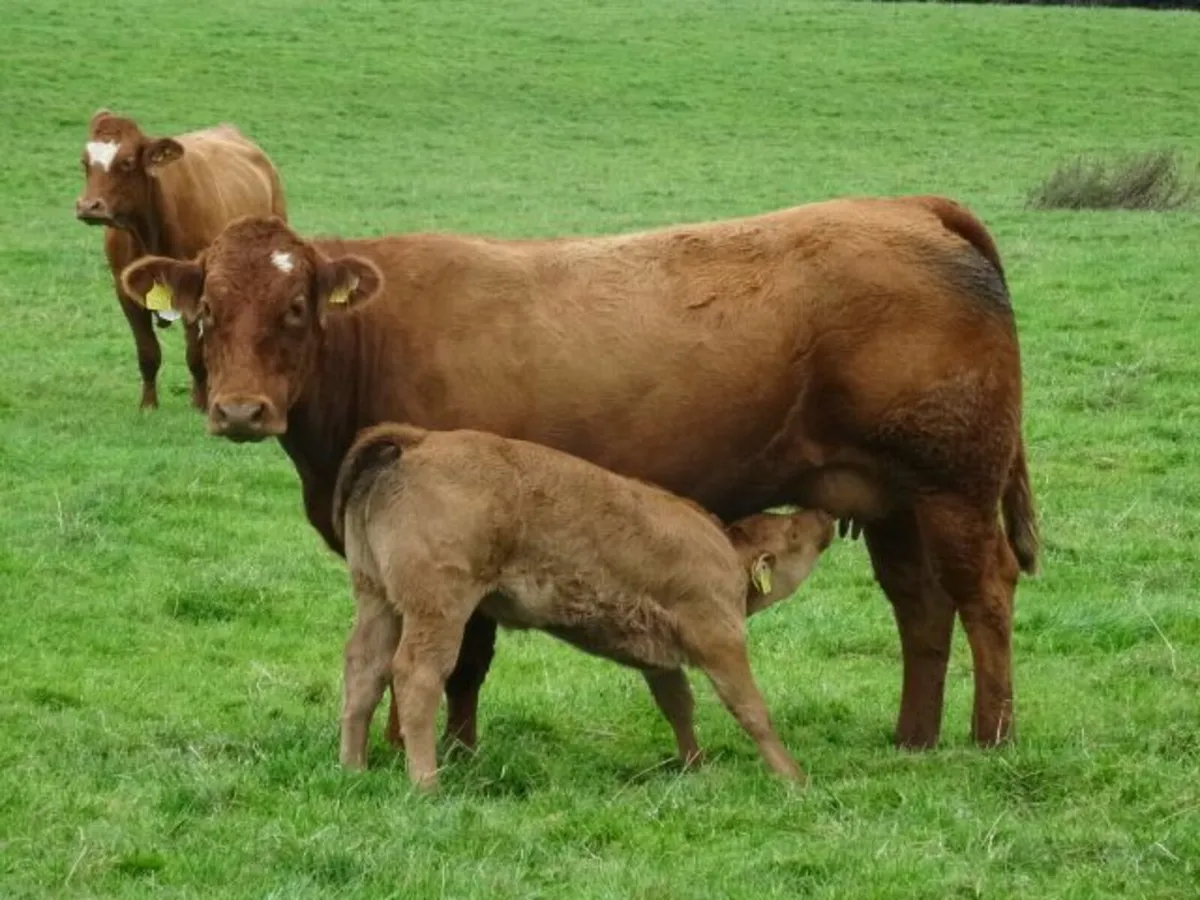 heifers - Image 1