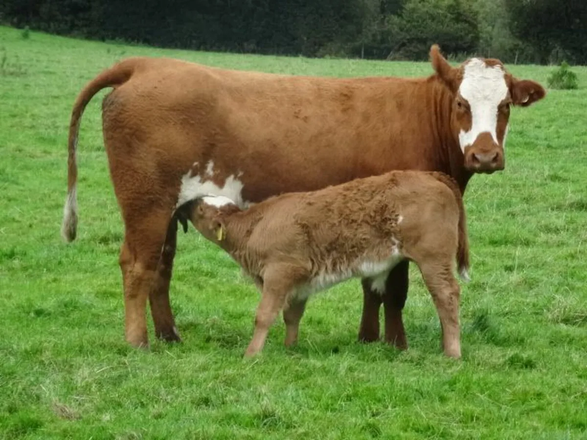 heifers - Image 2