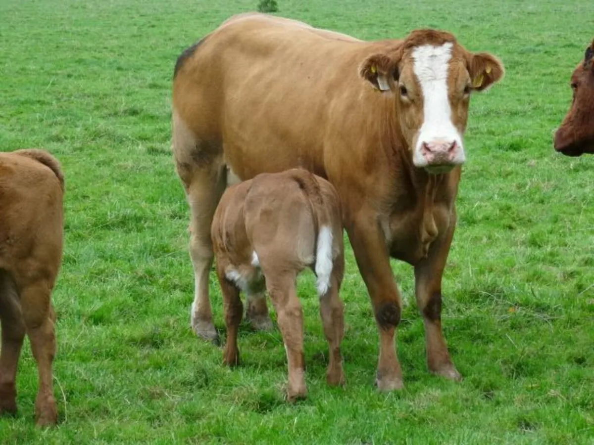 heifers - Image 3
