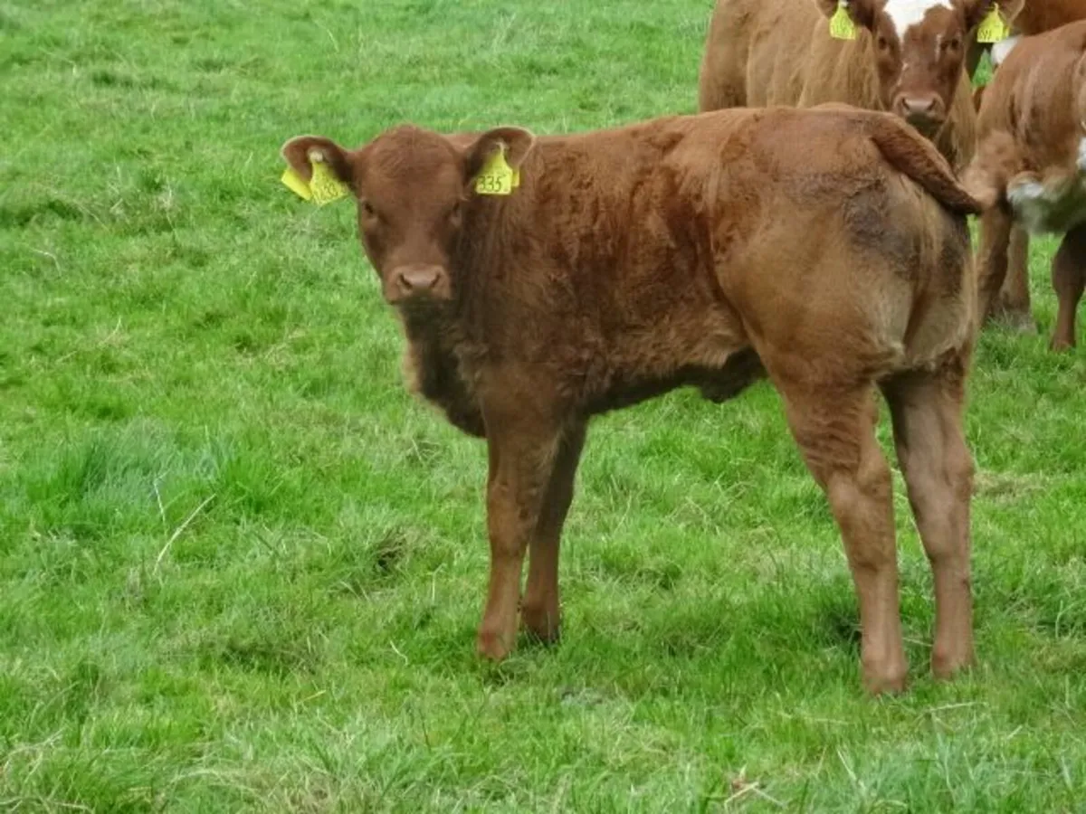 heifers - Image 4