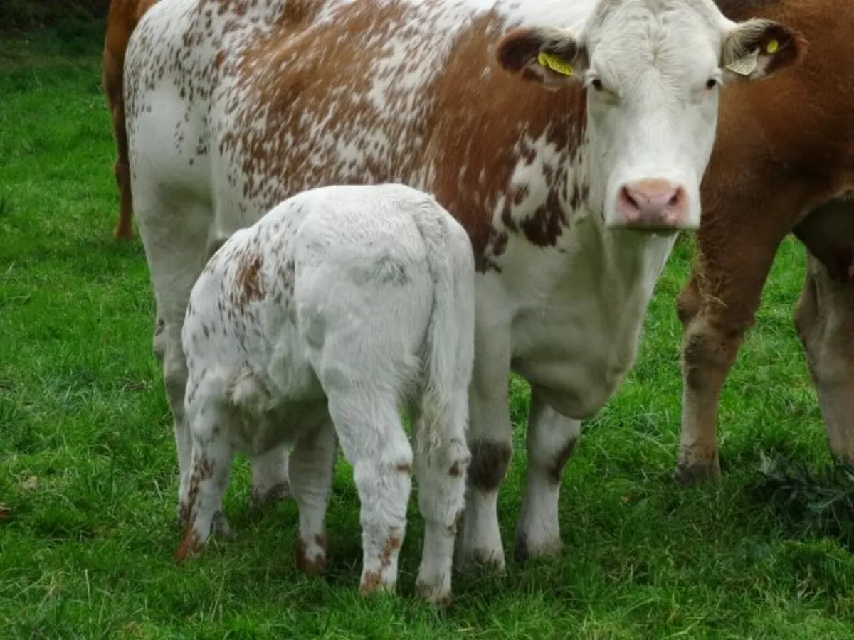 Heifers with calves - Image 1