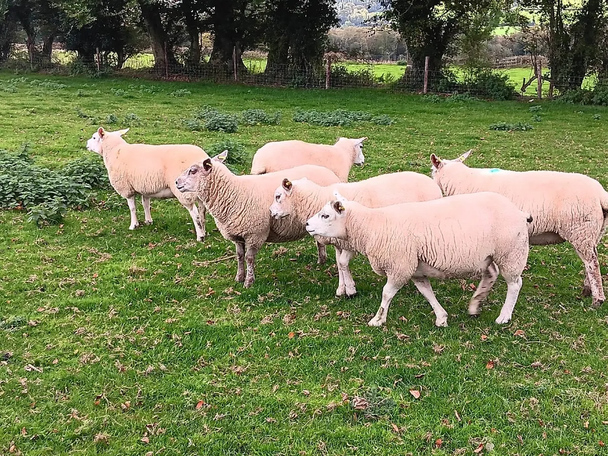 Texel hogget ewes - Image 4