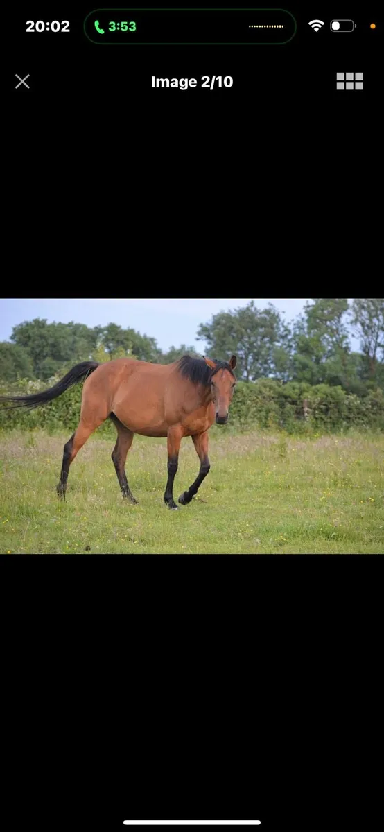 6 year old broodmare in Foal to Cremello Stallion - Image 1
