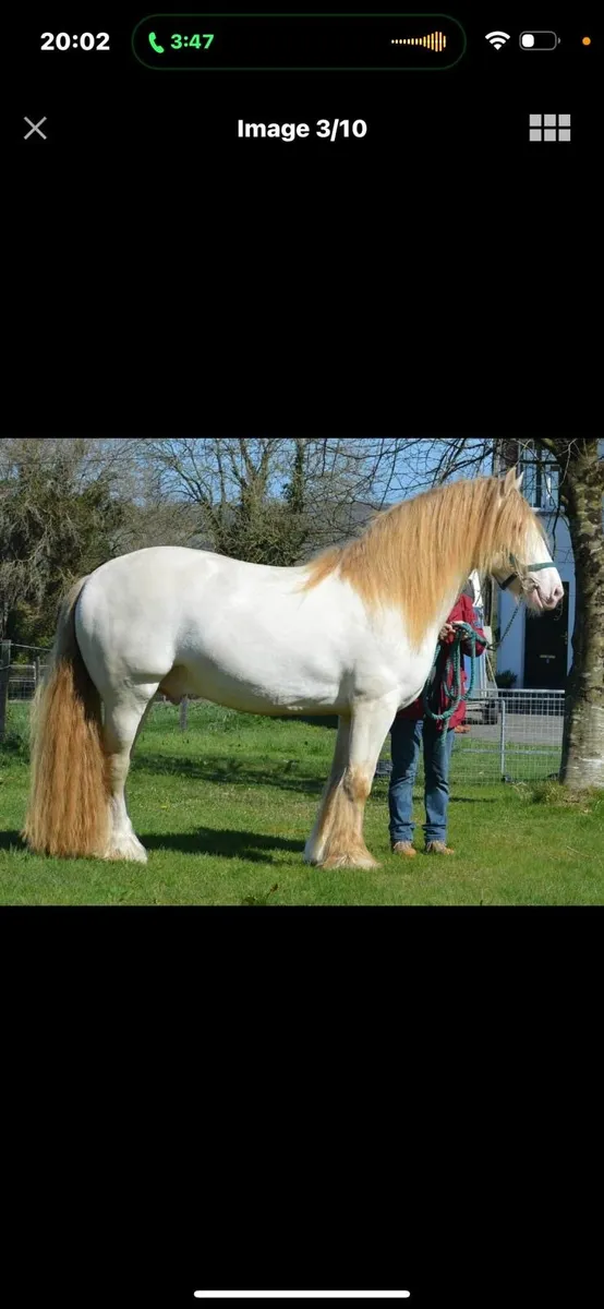 6 year old broodmare in Foal to Cremello Stallion - Image 3