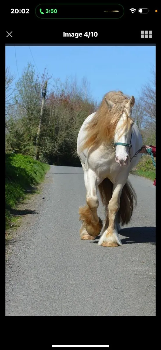 6 year old broodmare in Foal to Cremello Stallion - Image 4