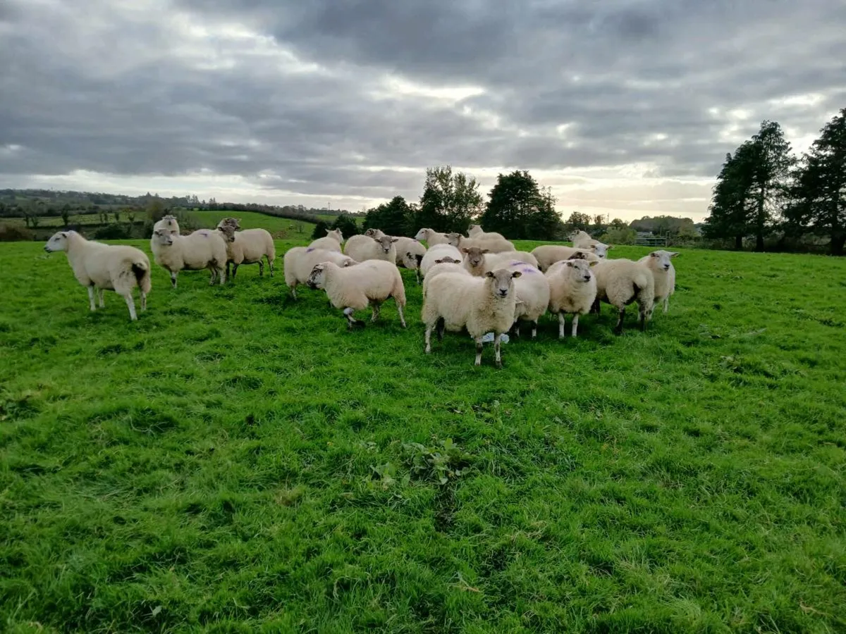 Hilltex cross hoggets for sale - Image 1