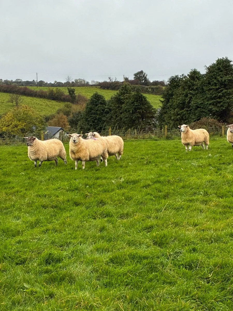 Hilltex cross hoggets for sale - Image 2