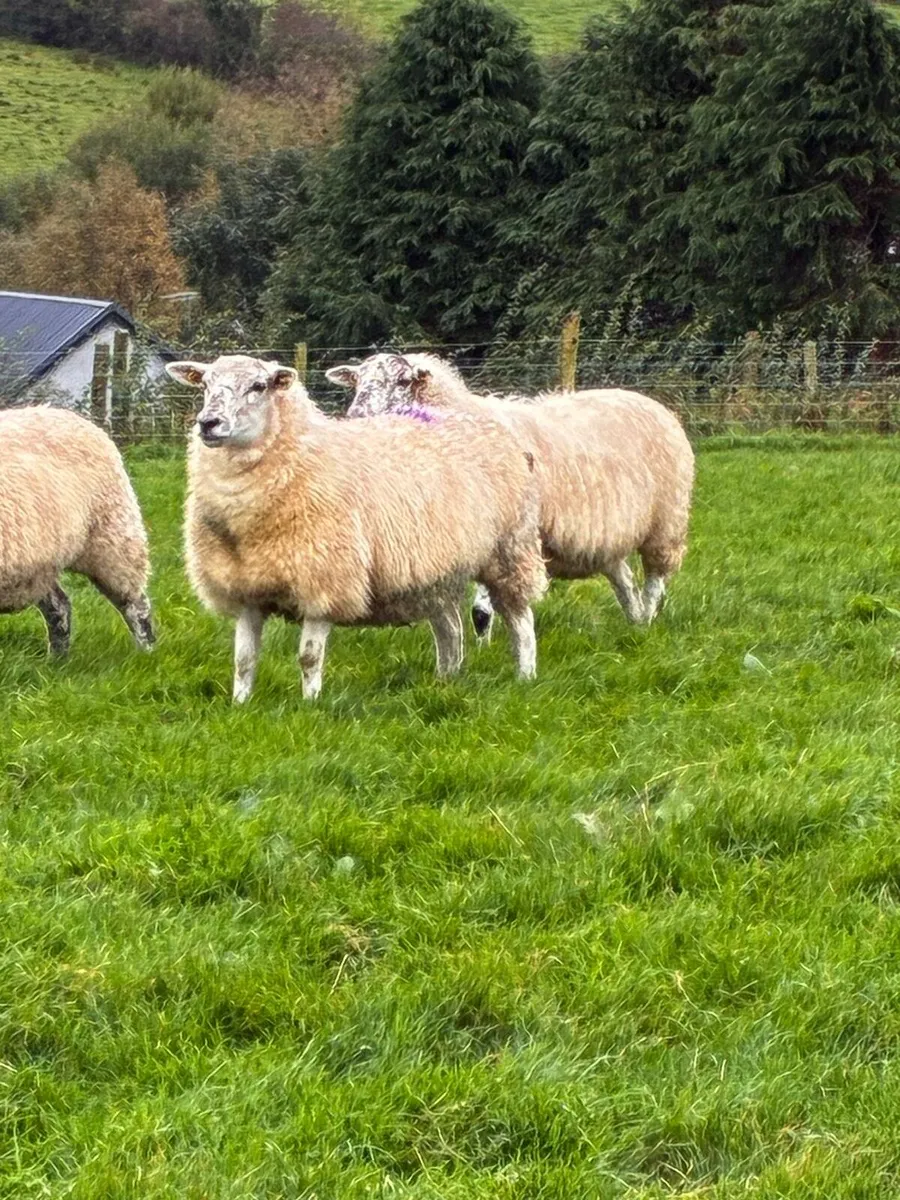 Hilltex cross hoggets for sale - Image 3