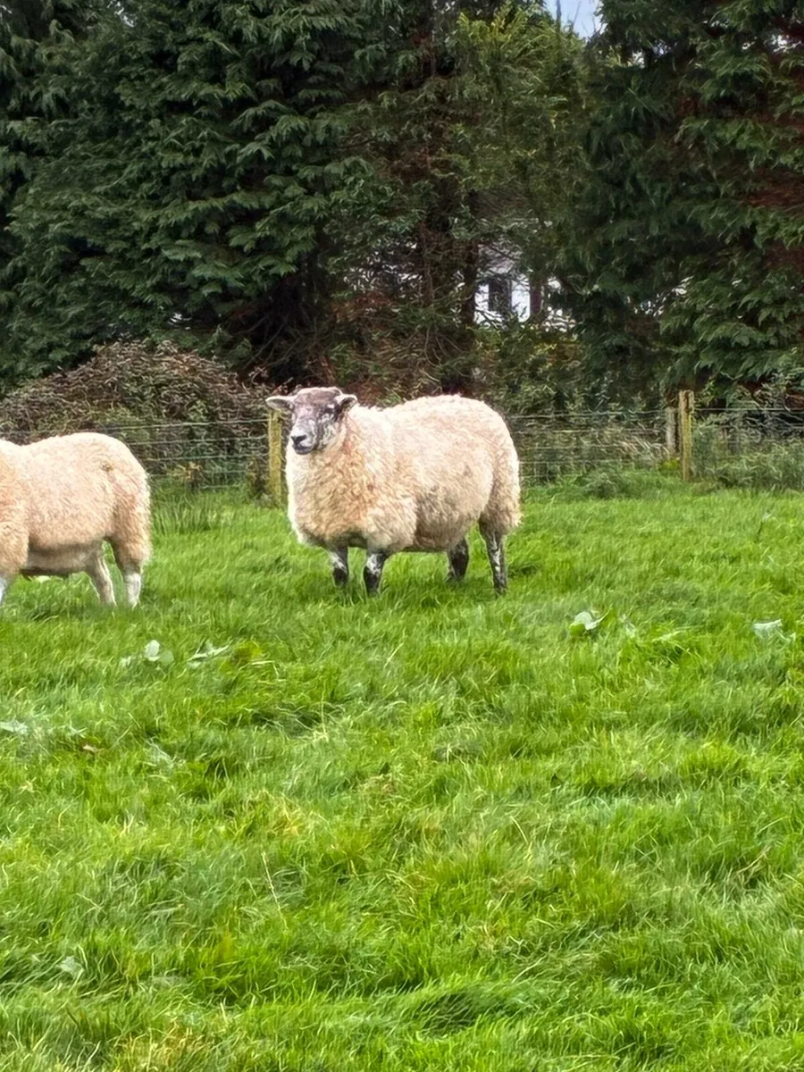 Hilltex cross hoggets for sale - Image 4