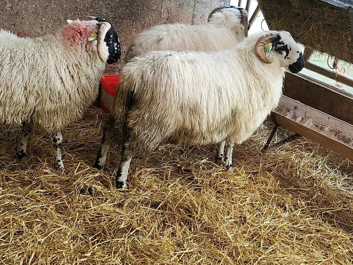 Scotch sis Ram lambs - Image 2