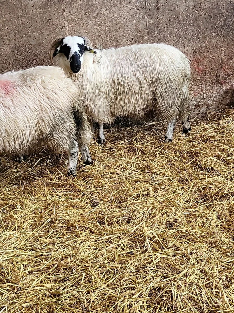 Scotch sis Ram lambs - Image 3