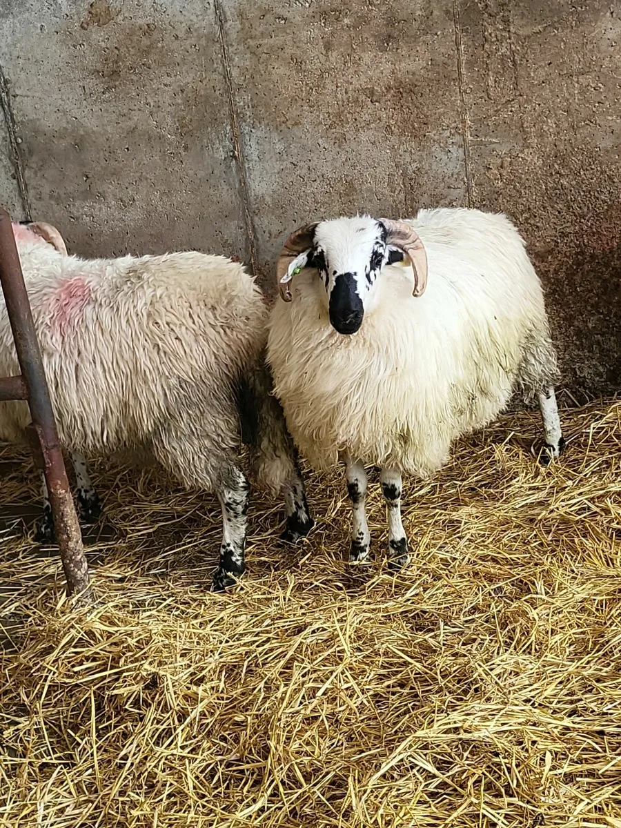 Scotch sis Ram lambs - Image 4