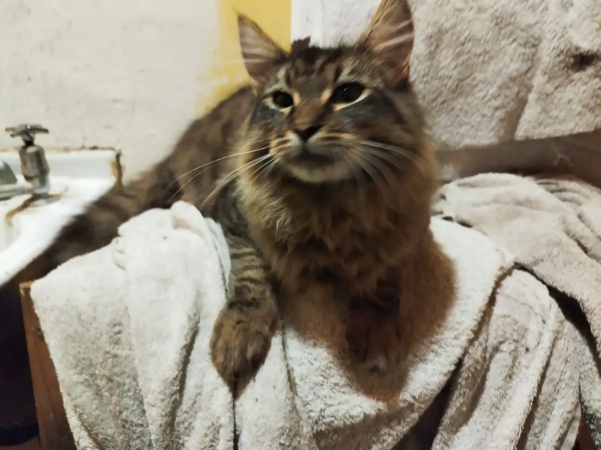 Maine coon - Image 1
