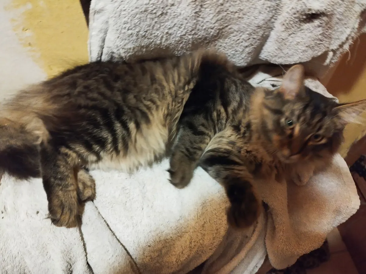 Maine coon - Image 2