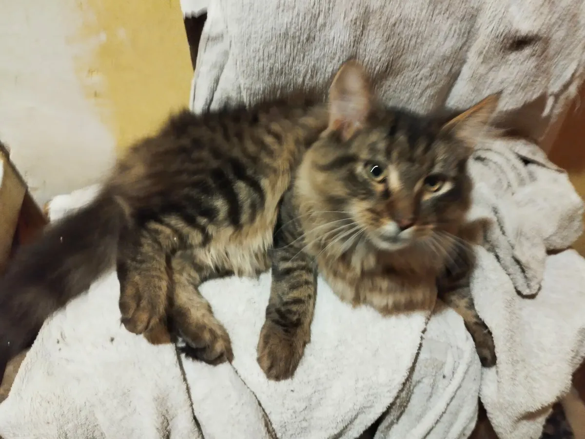 Maine coon - Image 3